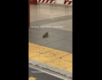 Rat almost crawls into subway train then doors close 