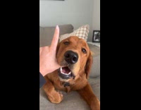 Submitter spells love with hand dog play bites 