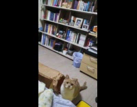 Collab PLC - Cat jumps and bites hand of filmer