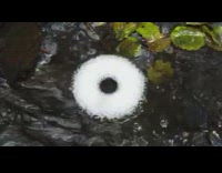 Donut shape formed at the forest stream