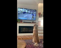 Dog watches AKC dog show on tv 
