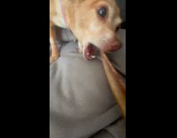 Dog sit on sofa while other chew bone