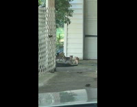 Woman surprised by multiple kittens at driveway
