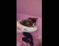 Little kitten sits inside a crocs shoe