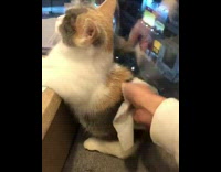 Cat sitting on chair arms on table getting back cleaned