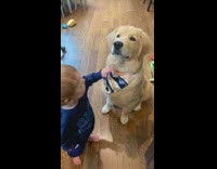 Little boy sticks finger in dog mouth  