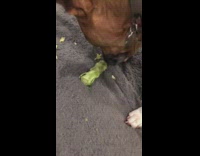 Collab DailyDoseOfInternet - Healthy brown dog eat green vegetable sofa