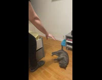 Guy pretend to cast spell cat play dead