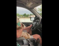 Dog sits on guys lap in car 