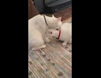 Two cats take turns grooming each other 