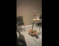 Girl throws egg at wall 