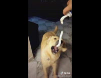 Collab BitchMP - Dog trying to eat whipped cream from can 