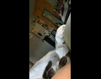 Cat laying in bed starts grooming itself