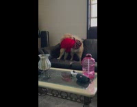 Brown dog on sofa bite own tail