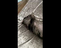 Grey black pug dog blue eyes bed 