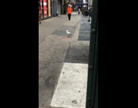 Seagull walk street with slice of pizza