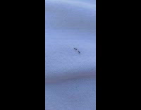Two ants fight each other on cloth