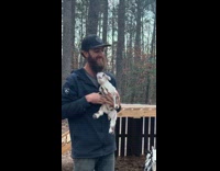 Baby goats bleating while carried