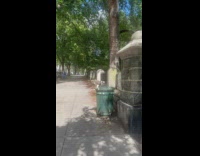 Hawk picks rat out of trashcan