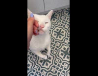 Cat does flip in front of hooman