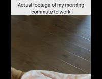 Dog walks with blanket on body