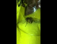 Wasp escape from glass yellow cloth gasp