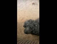 girl puts finger to grey dogs face bite