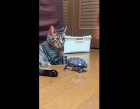 Collab ClipsIG - Turtle on skateboard approach cat on floor