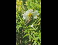 Big bug sucks on flower 