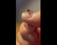 Small spider cleans its legs on filmers thumb