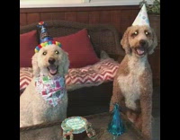 two dog poodles birthday cake