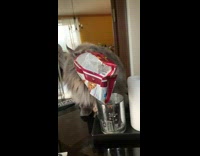 Grey cat lay chips stuck on head