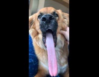 Dog long tongue yawn