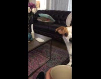 White and brown spotted dog on black couch is interested in whats in green cup