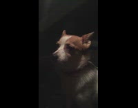 Dog sits still inside the dark car