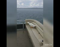 White duck on boat, drinks out of yellow hose, boats and hoes song