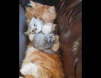 Orange cat holds cuddles grey kitten couch 