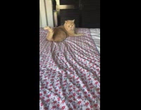 Chubby cat plays on bed
