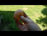Egg without a shell found intact 