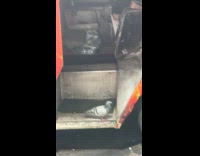 Pigeon shooed away from halal food truck 
