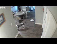 Dog poops vacuum spreads it on floor