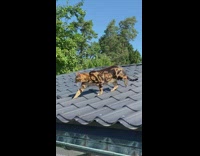 Wild cat walks on roof 