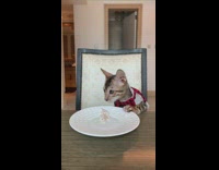 Kitten red bowtie harness eats white plate 