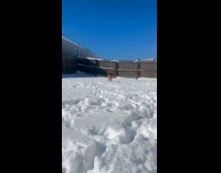 Brown dog run on backyard snow towards camera