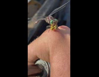Green bug on hand eats wasp 