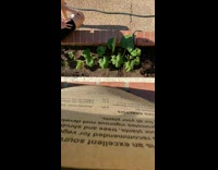 Wilted leaves becomes fresh again after water