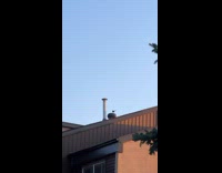 Magpies Take Turns as they Play with Roof Vent