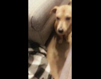 Brown dog chews face off stuffed animal