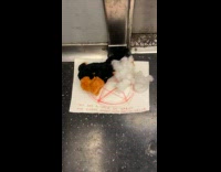Collab winy - Ripped plushy and curse note on train floor