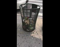 Raccoon in black trash can sidewalk 